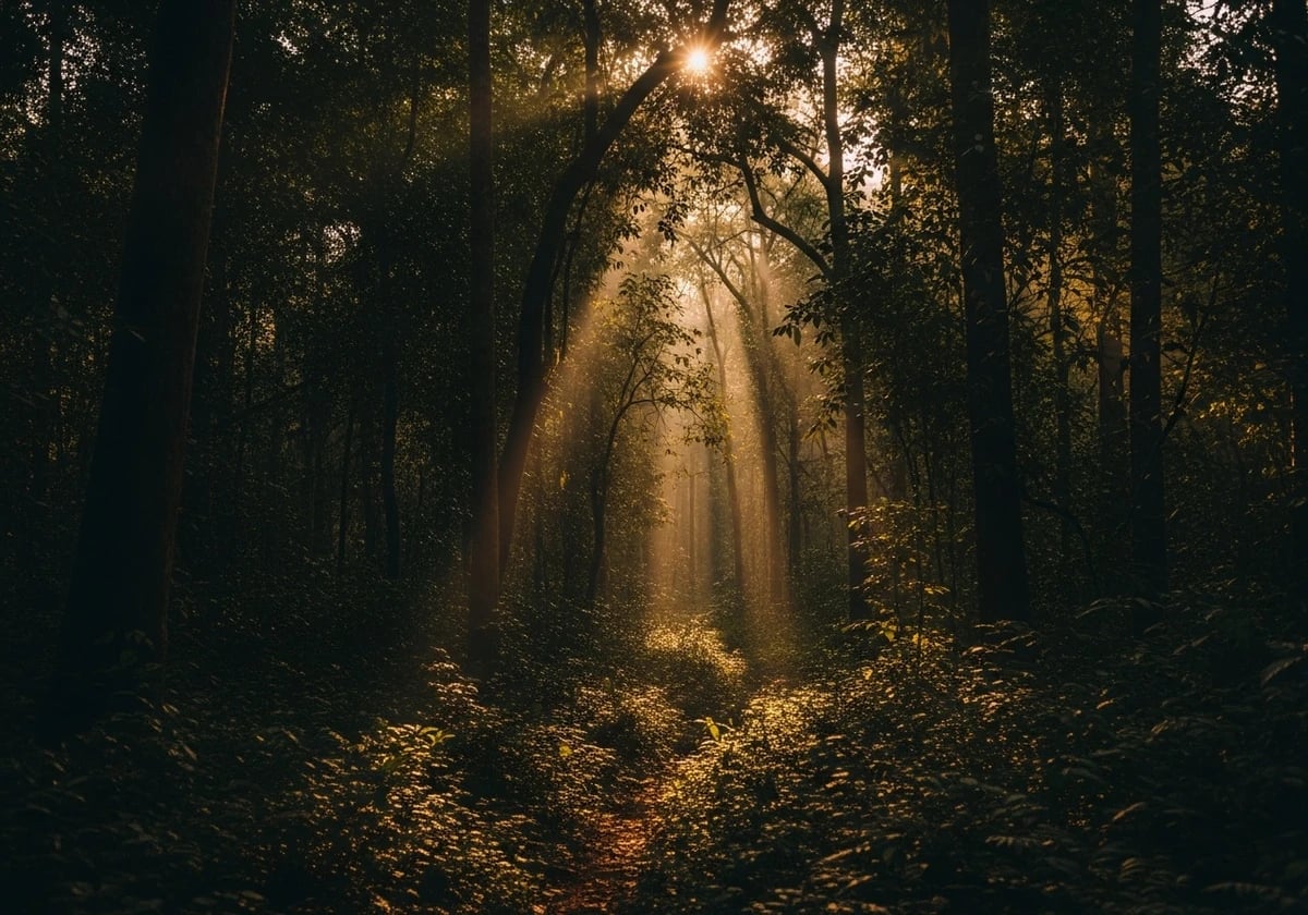 Kibale Forest