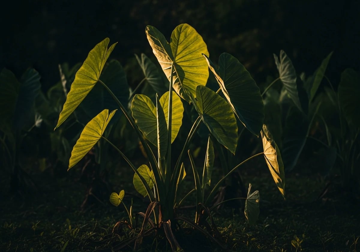 Taro (Shortland Islands)